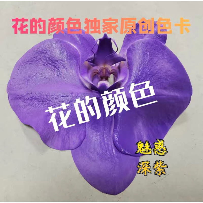 Bình sơn xịt tạo màu cho hoa tươi