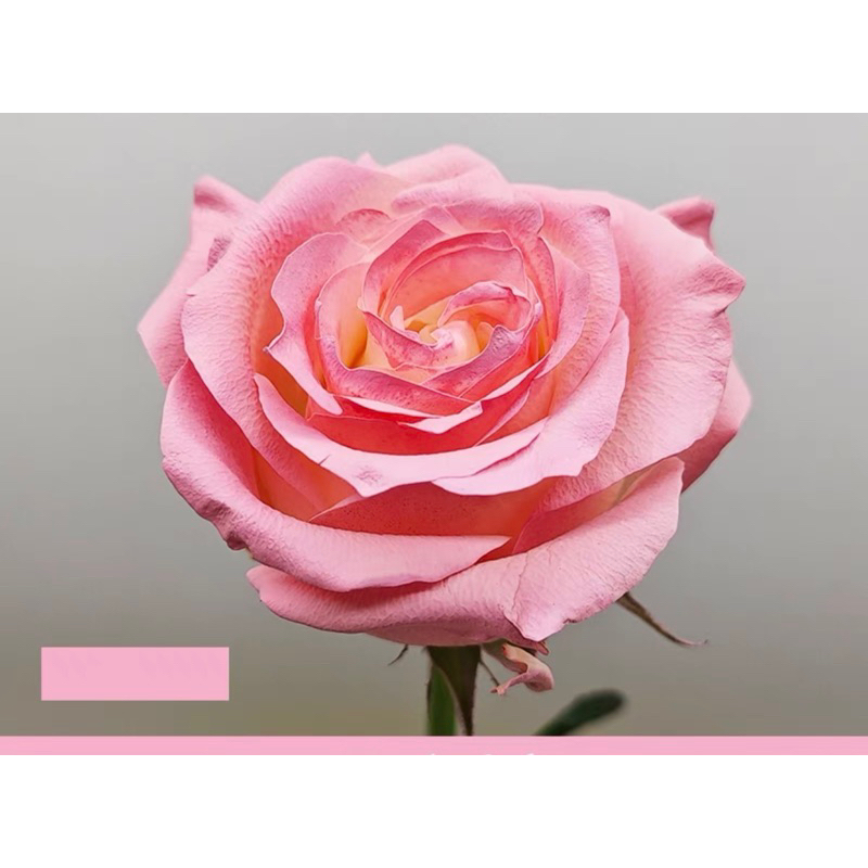 Bình sơn xịt tạo màu cho hoa tươi