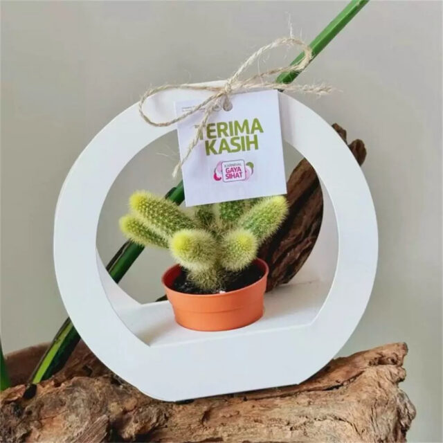 Túi giấy tròn đựng cây xương rồng